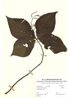 藏品(臺灣及己)的圖片